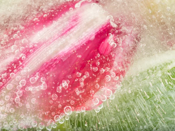 Ice abstraction of flower tulip — Stock Photo, Image