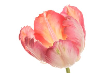 Beyaz arka planda güzel pembe lale