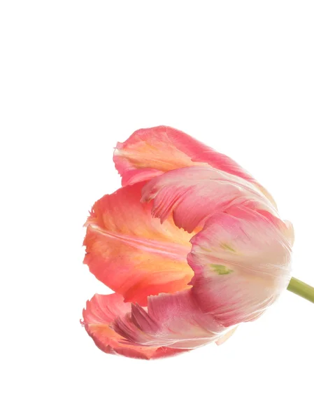 Tulipa rosa em um fundo branco — Fotografia de Stock