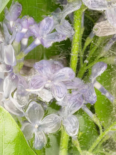 Gentle lilac transparent ice — Stock Photo, Image