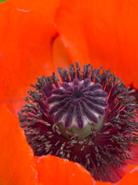 güzel kırmızı haşhaş Merkezi