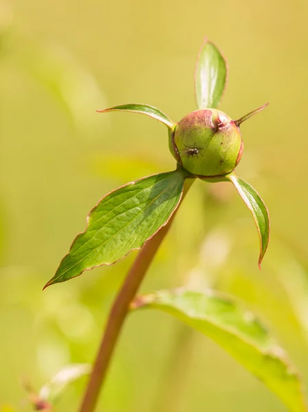 मूंगफली बुड — स्टॉक फ़ोटो, इमेज