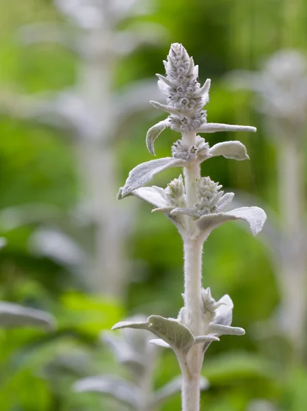 Stachys bizantyjski — Zdjęcie stockowe