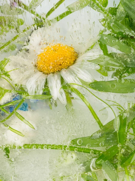 Abstract of daisy flower — Stock Photo, Image