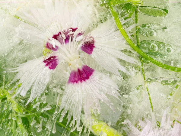 Abstração de uma flor de cravo — Fotografia de Stock