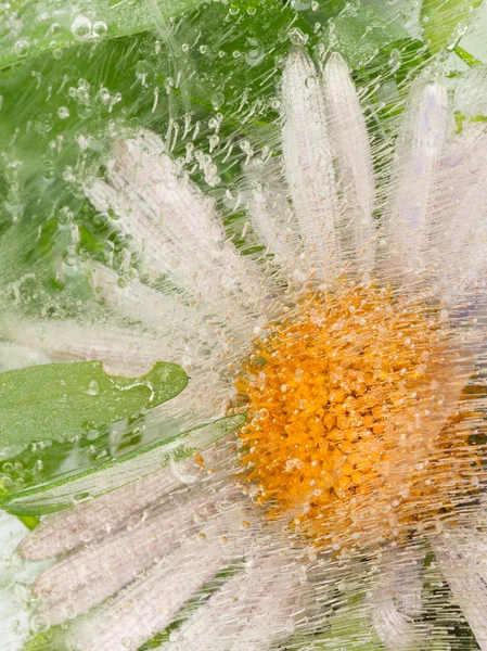 Beautiful flower frozen in ice — Stock Photo, Image