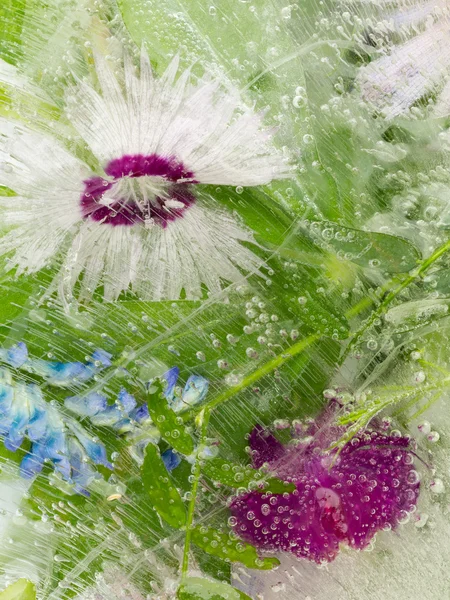 Frozen ice flowers — Stock Photo, Image