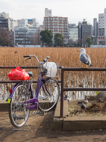 Kuş martı ve bisiklet — Stok fotoğraf
