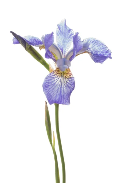 Beau iris violet délicat — Photo