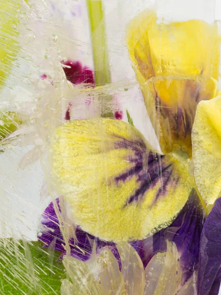 Delicate iris frozen in ice — Stock Photo, Image