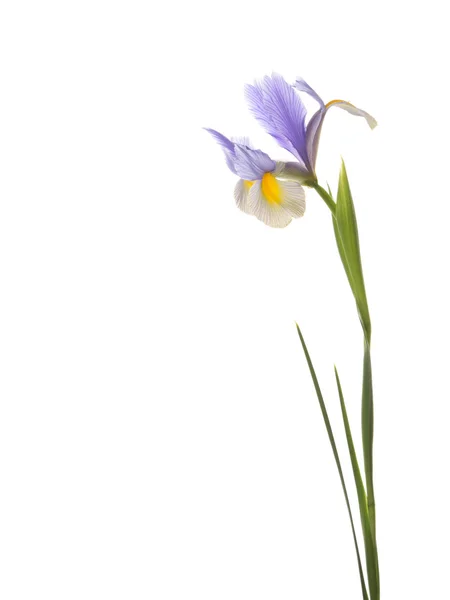 Mooie iris — Stockfoto