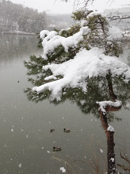 Neve pesante sul lago — Foto Stock