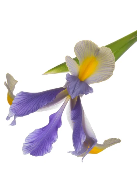 Lichte mooie iris — Stockfoto