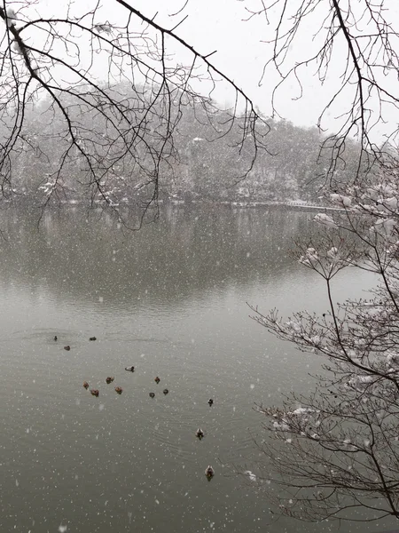 Bella neve sul lago — Foto Stock