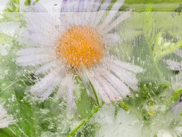 Abstrakce s křehkým květem — Stock fotografie