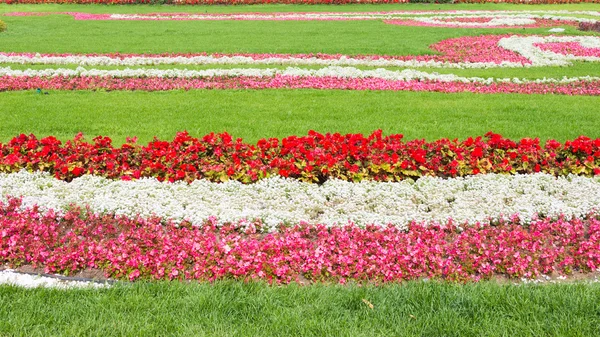 Macizo de flores — Foto de Stock