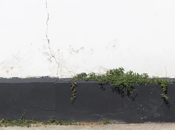 Eski duvar ve bitkiler — Stok fotoğraf