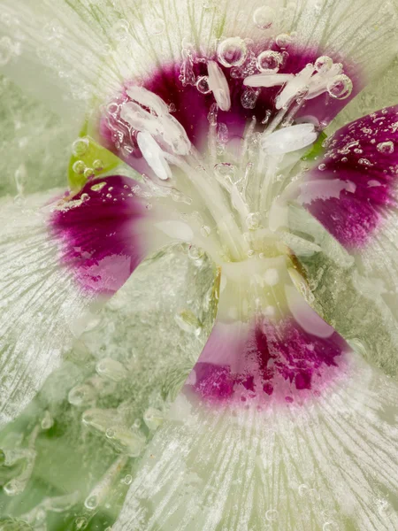 Carnation flower in ice — Stock Photo, Image