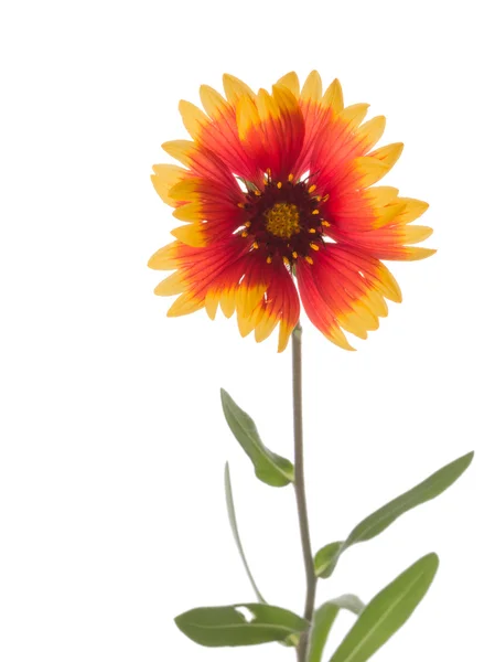 Bright flower Gaillardia — Stock Photo, Image