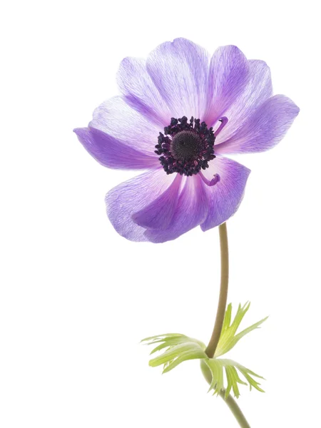 Anemone flower — Stock Photo, Image