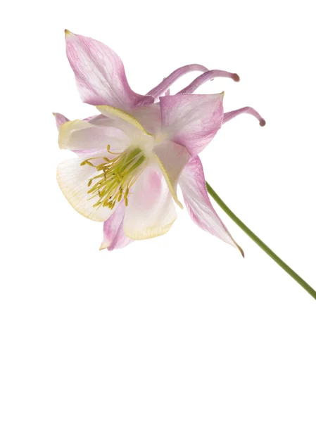 Aquilegia květ — Stock fotografie