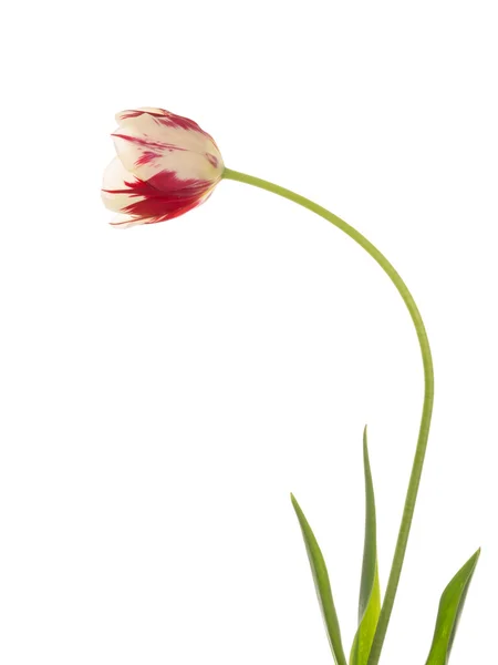 Bicolor tulip on a white background — Stock Photo, Image