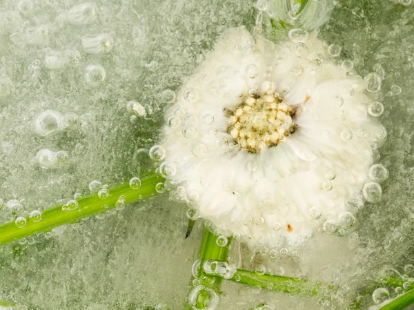 Frozen delicate flower — Stock Photo, Image