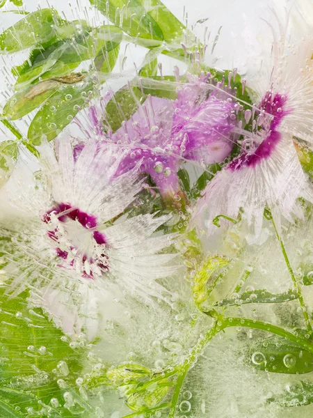 Flores y hojas delicadas congeladas — Foto de Stock