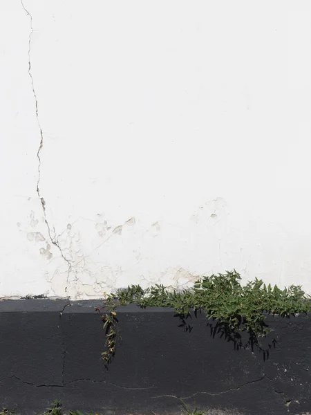 Staré zdi a zelené rostliny — Stock fotografie