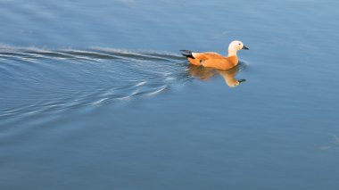 yumuşak su üzerinde yüzen ördek