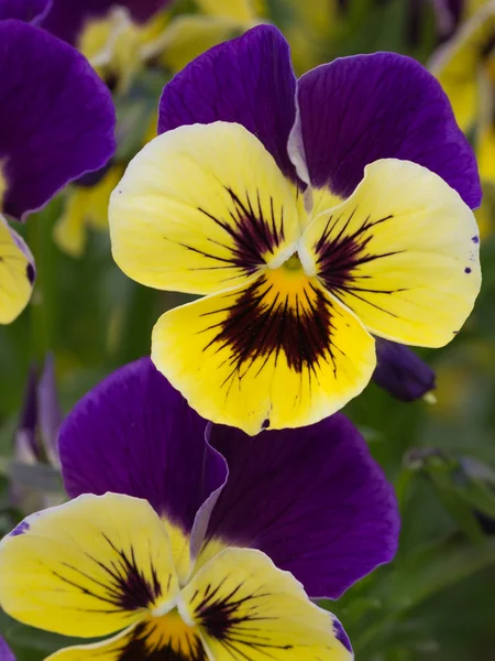 Bicolor květiny viola — Stock fotografie