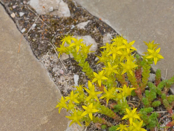 Hendek Stonecrop çiçekler — Stok fotoğraf