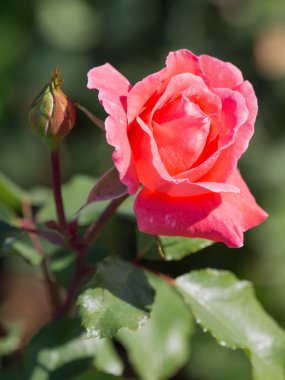 parlak gül bahçesinde