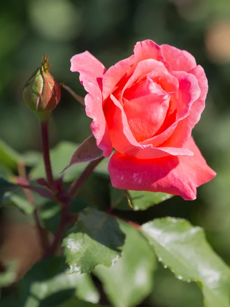 Rosa brillante en el jardín —  Fotos de Stock