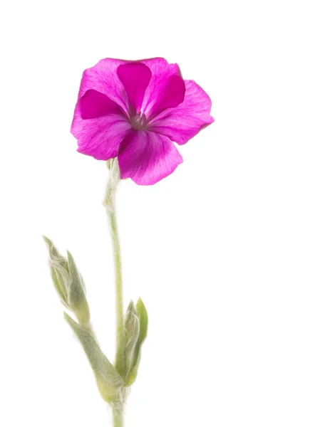 Campion delicada coroa flor — Fotografia de Stock