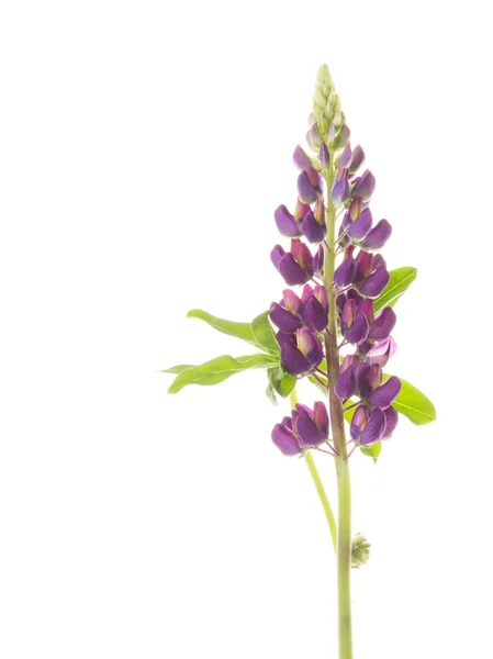 Fliederlupine — Stockfoto