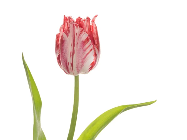 Beautiful bright delicate tulip — Stock Photo, Image