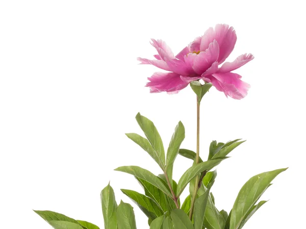 Peonia rosa su sfondo bianco — Foto Stock