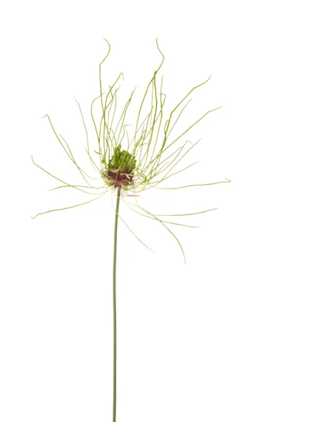 Cebolla ornamental con flores —  Fotos de Stock