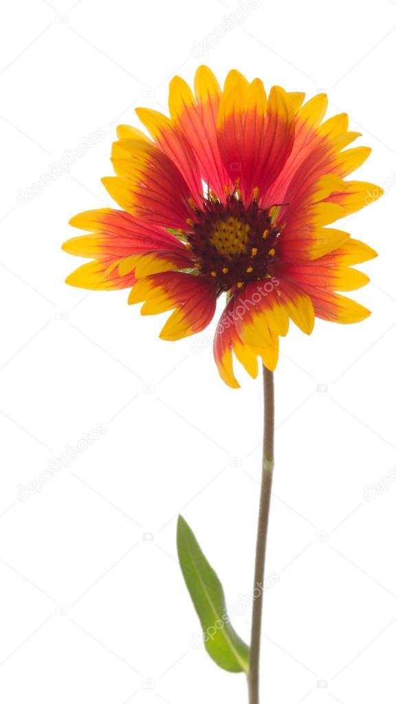 Bright colorful flower Gaillardia