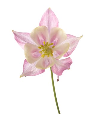 narin pembe aquilegia