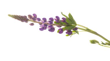 narin mor acı bakla