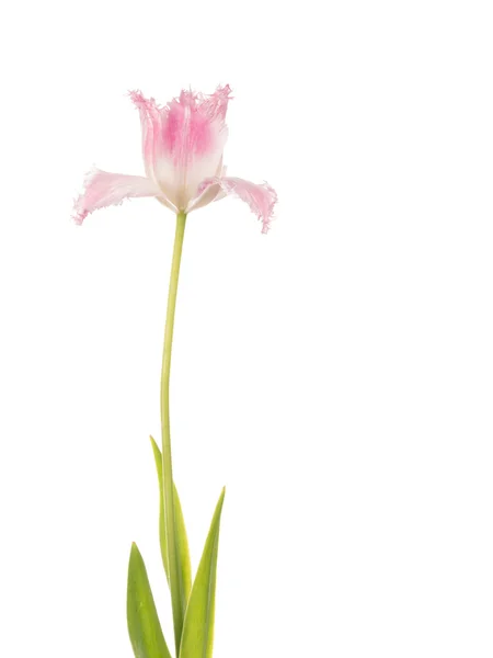 Delicate pink tulip — Stock Photo, Image