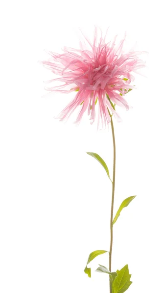 Delicate pink flower — Stock Photo, Image