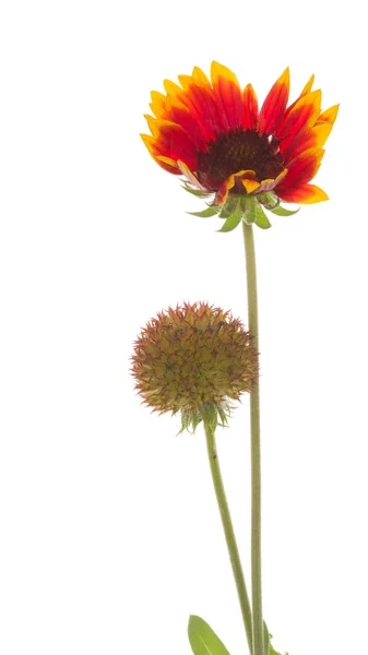 Beautiful flower Gaillardia — Stock Photo, Image