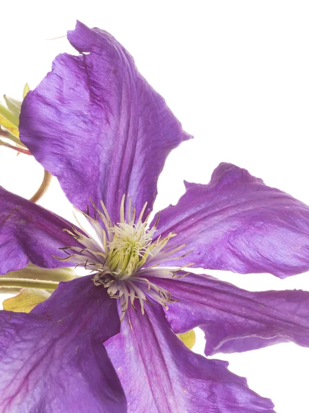 Delicada clematis púrpura — Foto de Stock