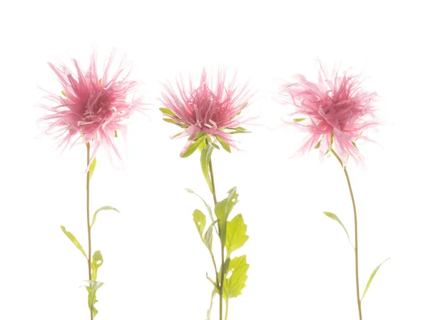 Три ніжні рожеві квітки — стокове фото