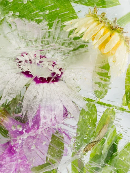 Frozen abstraction of a carnation flower — Stock Photo, Image