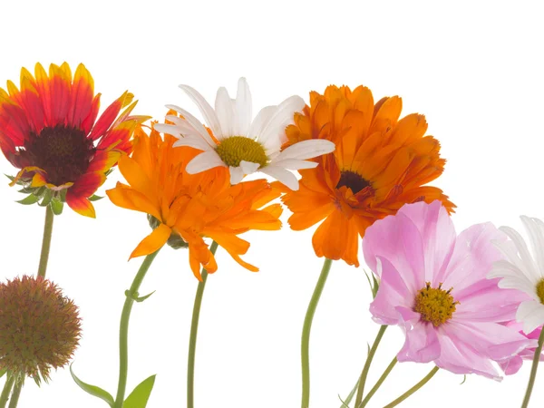 Bright flowers on a white background — Stock Photo, Image