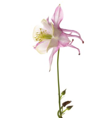 Leylak çiçeği Aquilegia